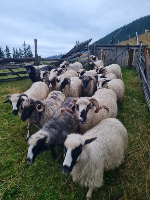 Vând optsprezece  oi și doi berbeci breji