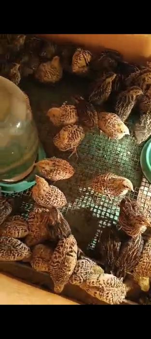 Циплята перепела