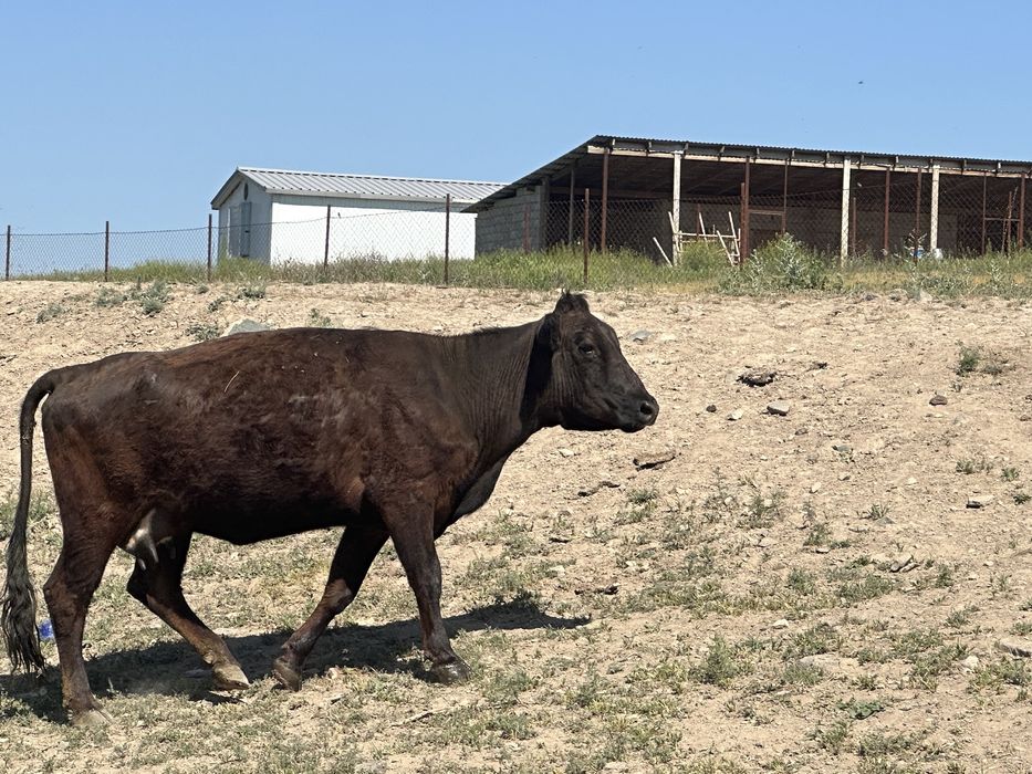 Корова 4 года