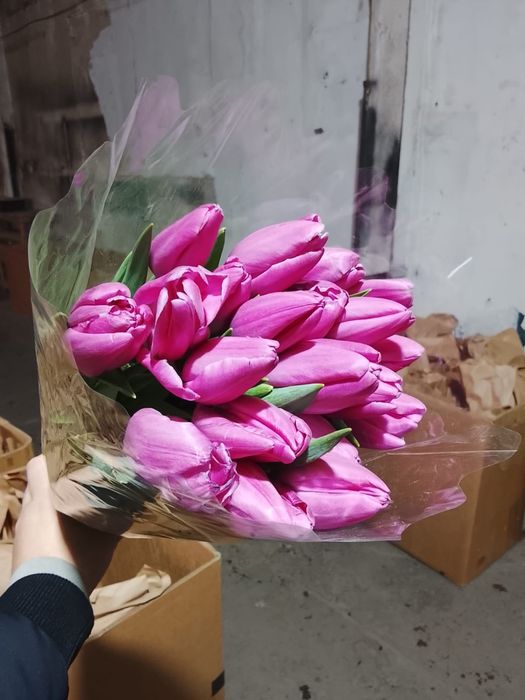 Тюльпаны Петропавловск