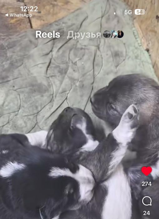 Продается щенок-алабай