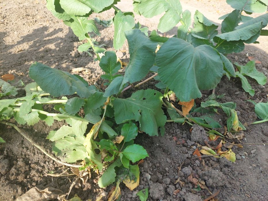 Черная редька /лечебная/