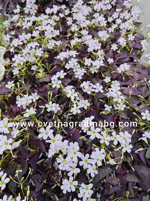 Оксалис регнели (oxalis regnellii)-Цвете на щастието