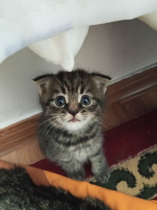 Котята шотландский вислоухие