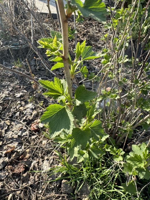 Смородина Красная Черная