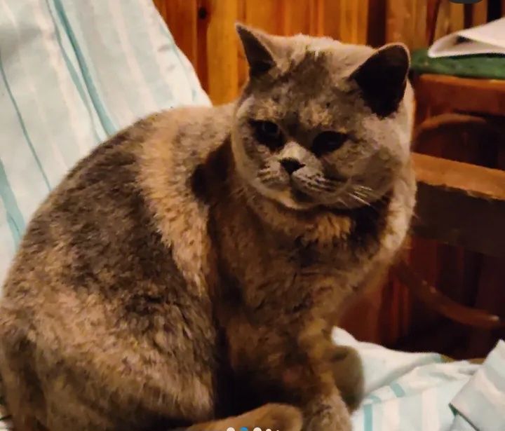 Породистая британка колорпоинт