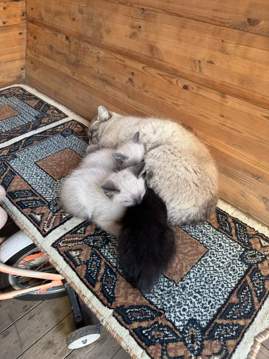 Отдам котов в добрые руки!