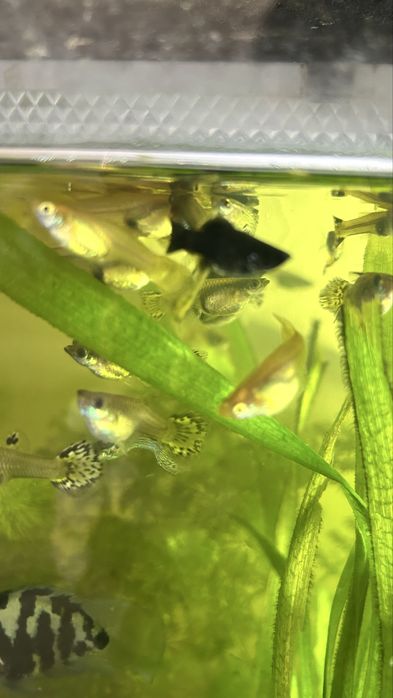 Продаются гуппи молодняк