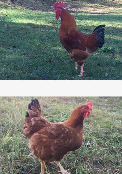 Ofertă pui rasa mixtă și pui de carne la cel mai bun preț de pe piață