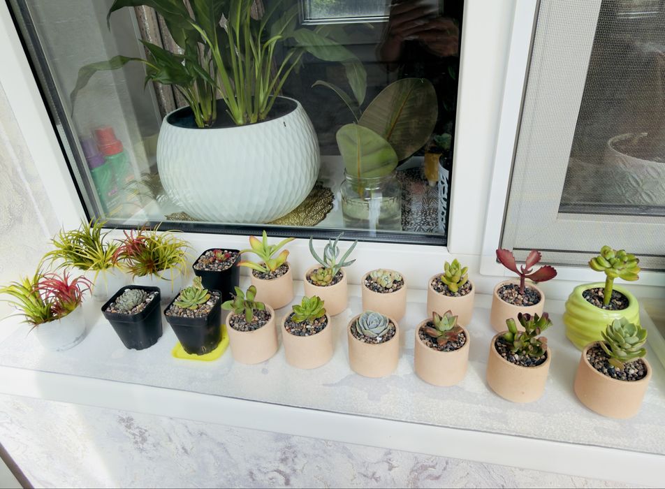 Продаю суккуленты