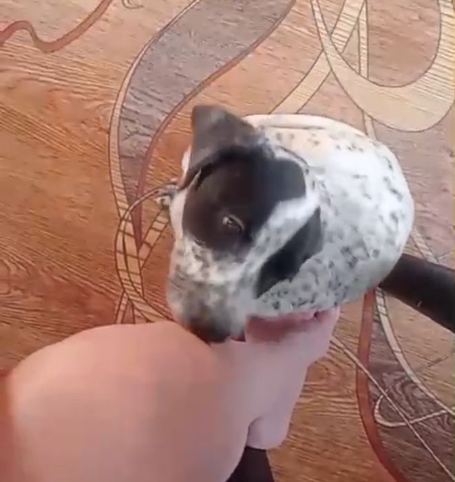 Собака долматинец