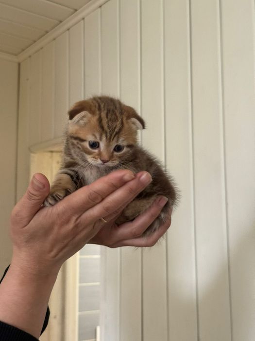 Продам котят, очень милые!