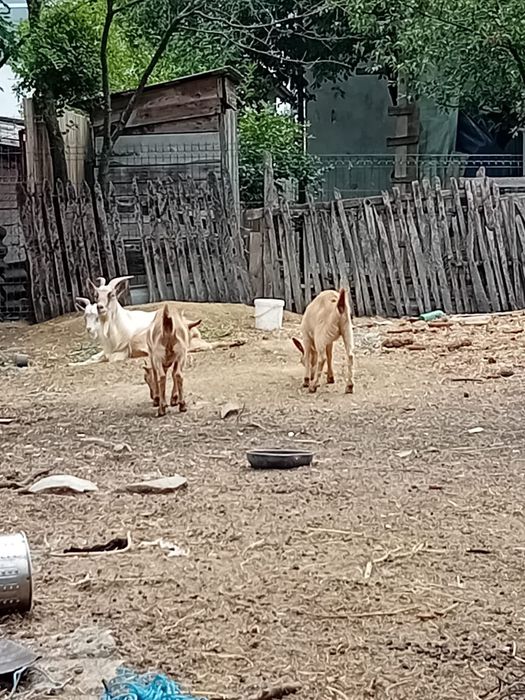 Vând capre sănătoase - Ilfov Dascălu