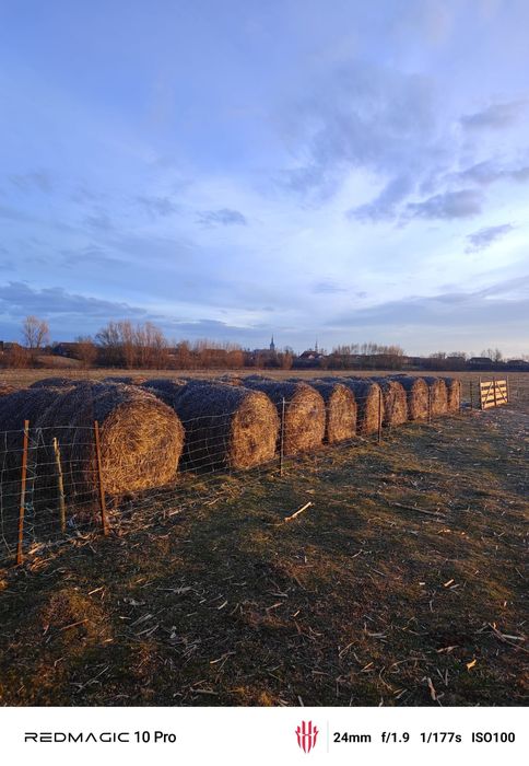 Vând paie de grâu