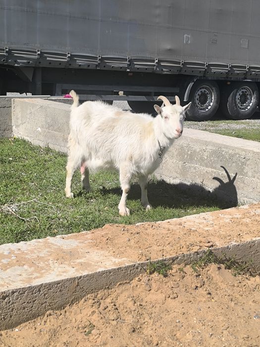 Ешкі коза козлята