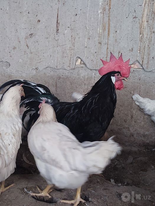 Loman sendi tovuqlari sotiladi