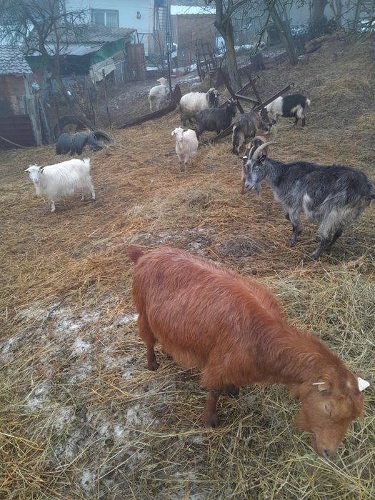 Capre tinere gstante