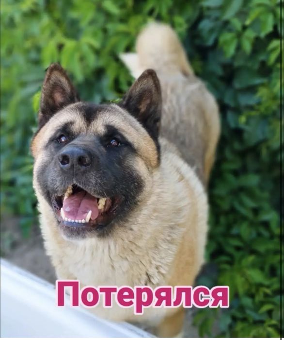 Пропала собака акита