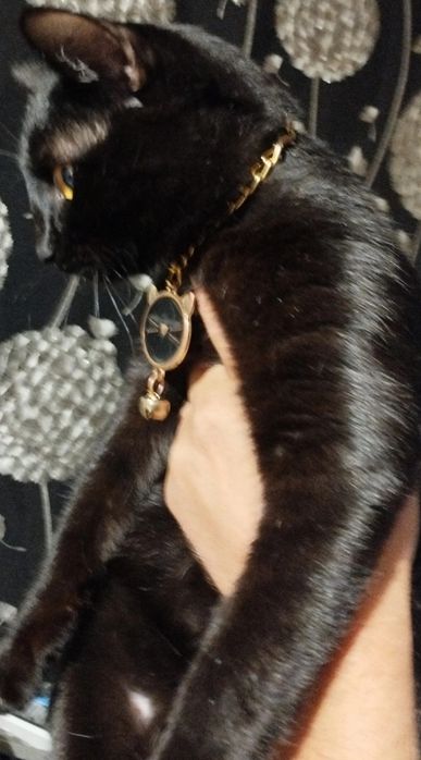 Отдам Котика в добрые руки