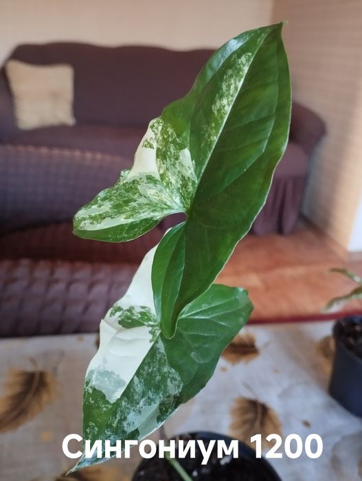 Продам комнатные растения