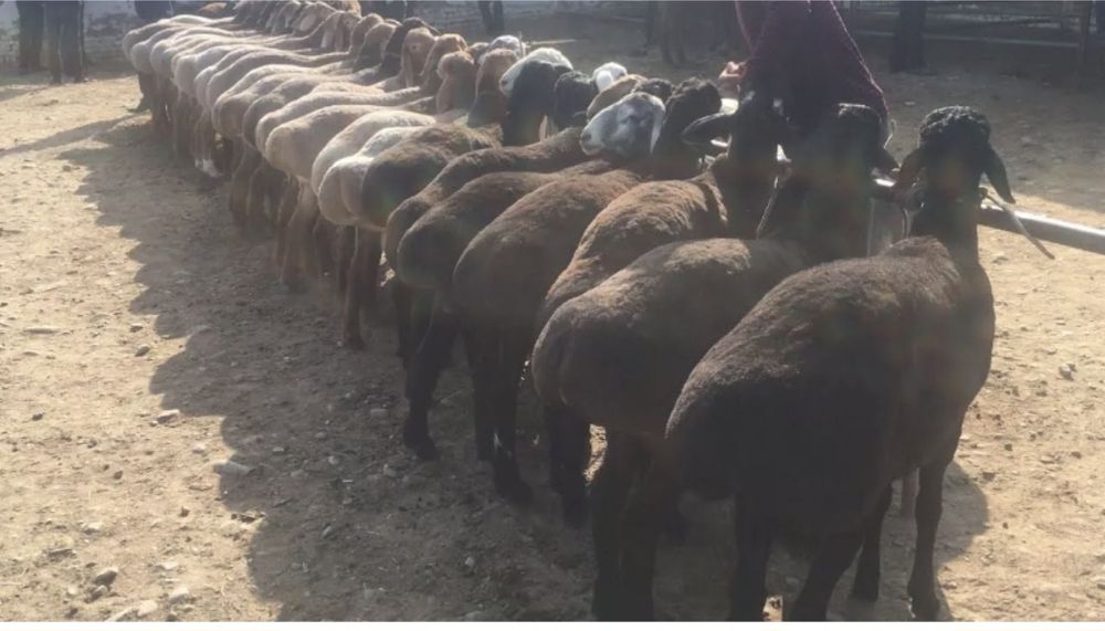 Семіз қойлар бар құрбан айтқа