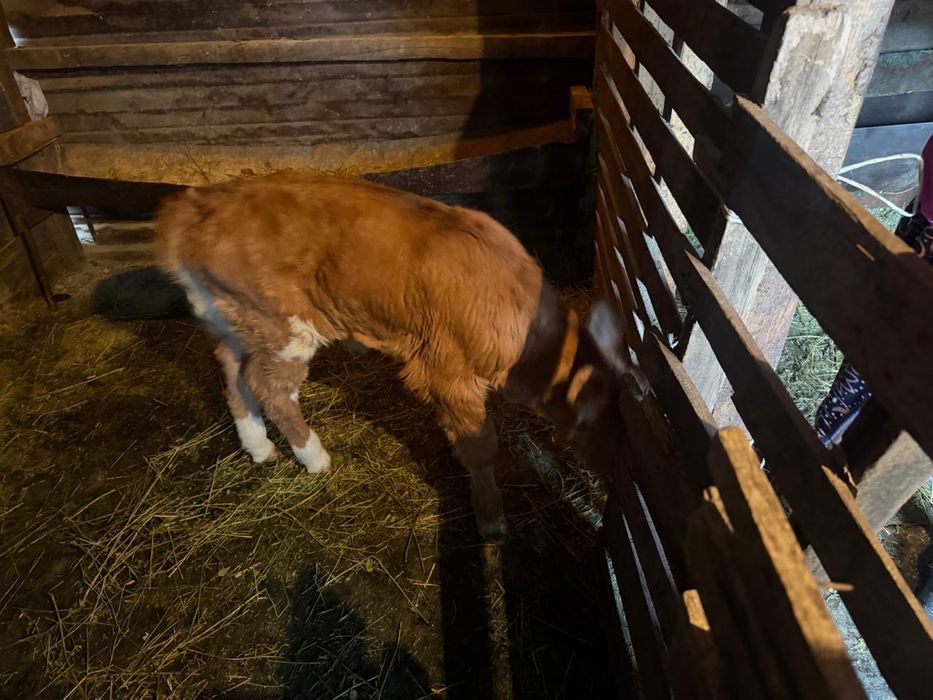 Продается теленок