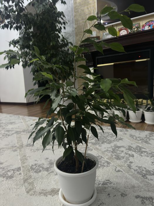 Комнатные цветы