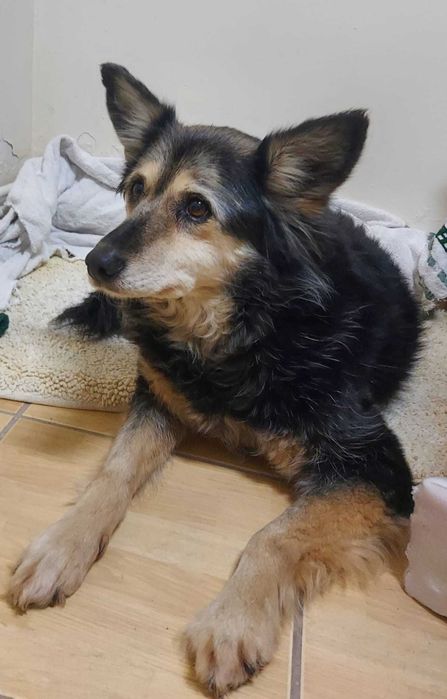 Adoptie: Catelusa blanda si minunata isi cauta o familie iubitoare