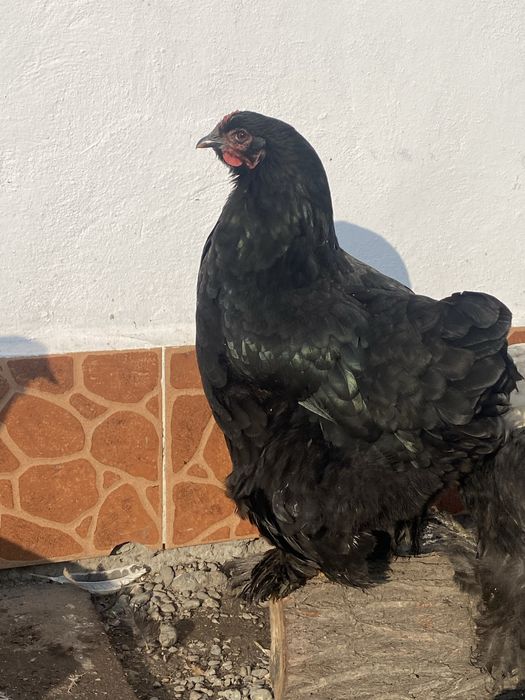 Продам курей брам