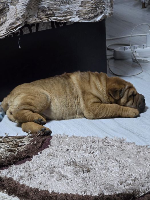 Cățelușa rasa Sharpei