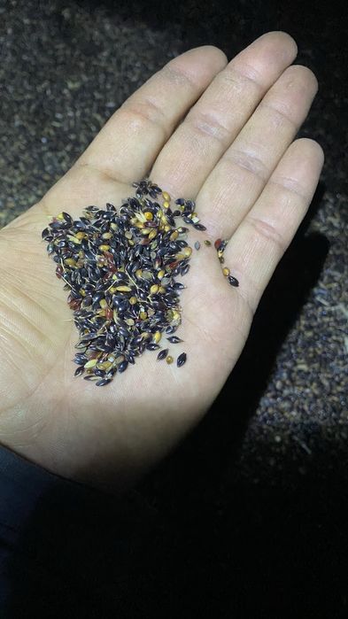 Семена суданской травы