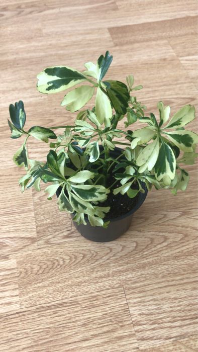 Красивые комнатные цветочки