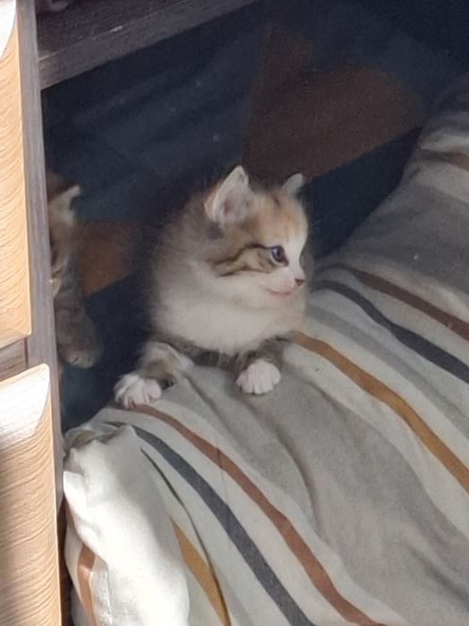 Отдам котят в хорошие руки