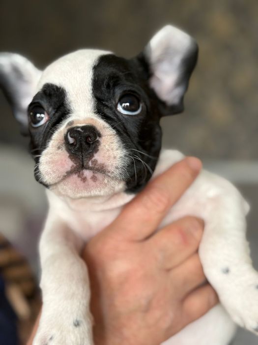 Щенки Французского бульдога.  Девочки .