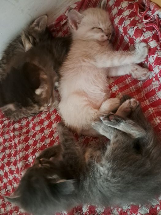 4 котят. Трое мальчиков и одна девочка
