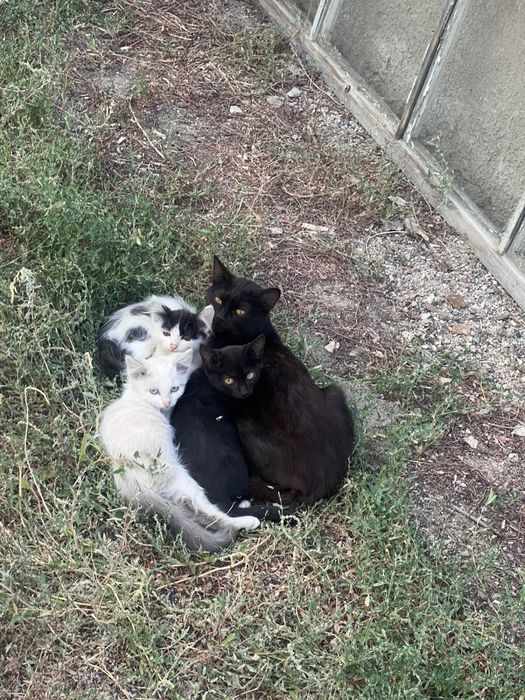 Котята около 5-6 месяца