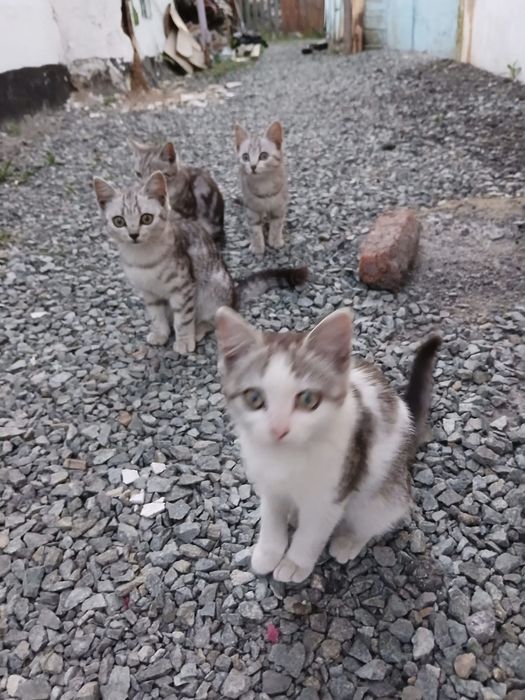 Отдам в добрые руки