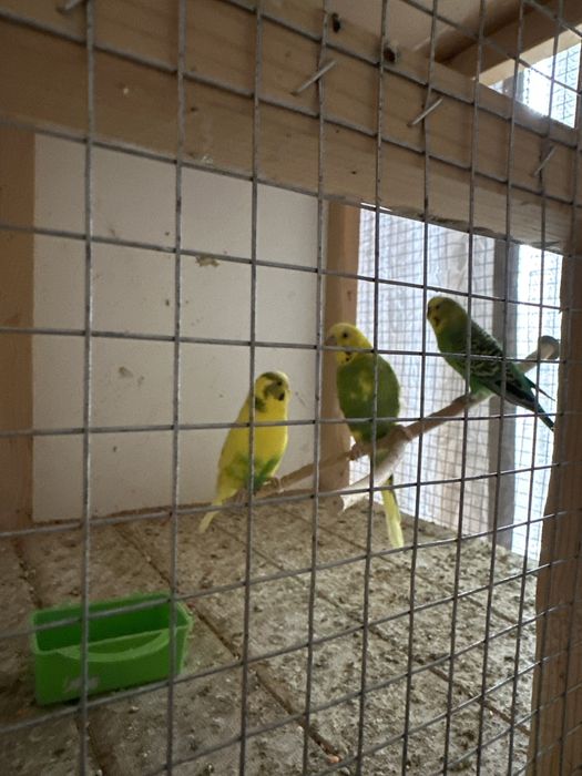 Вълнести папагали