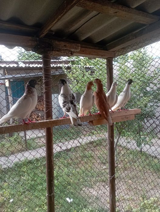 Продам голубей за 3000