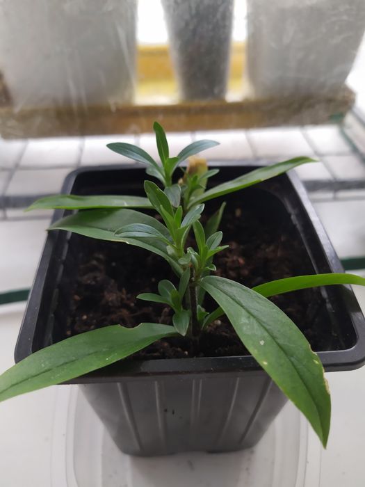 Пеларгония Леона Галактика