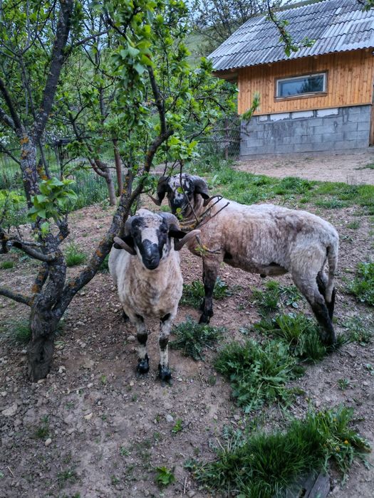 Vând berbecuți 11 luni
