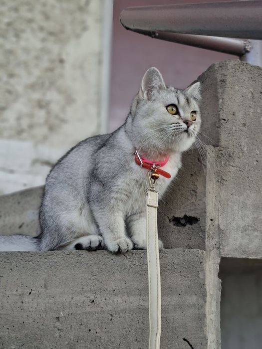 Shinshila britanskiy qiz bola