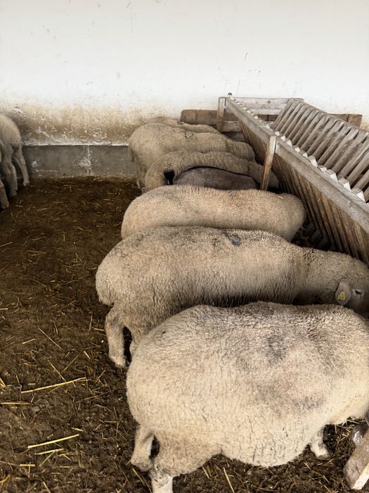 Vand 60 de oi merinso gestante