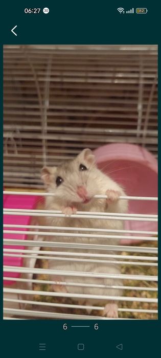 Джунгарские хомяки