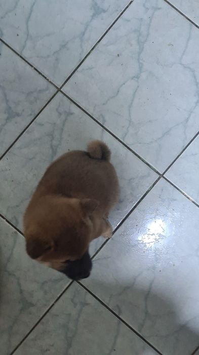 Baiat shiba inu maro