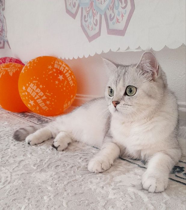 Котёнок Колор Поинт серебристый хайленд копия папа