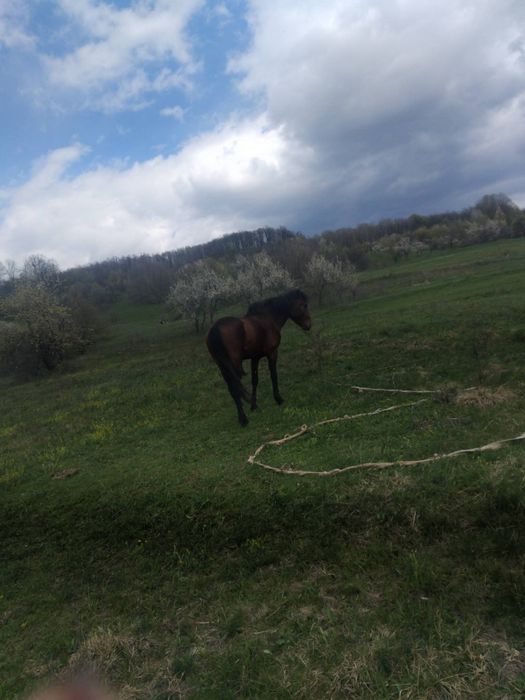 Vând doi cai buni de  căruță  3 ani și 8 ani