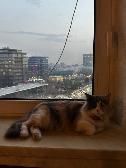 Отдается в добрые руки (кошка)