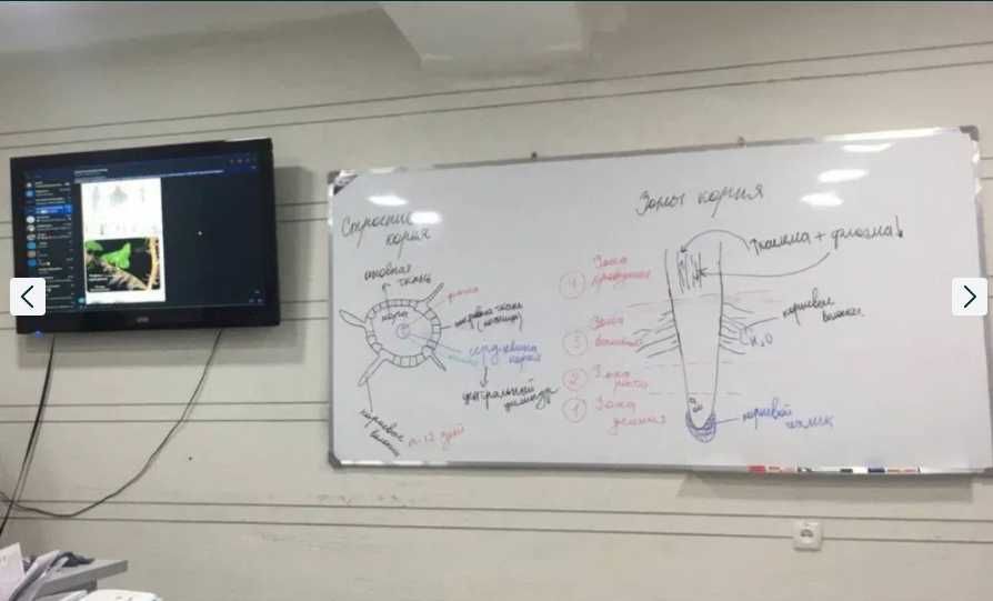 Учебный центр / репетитор биологии / биология / биолог / медицина