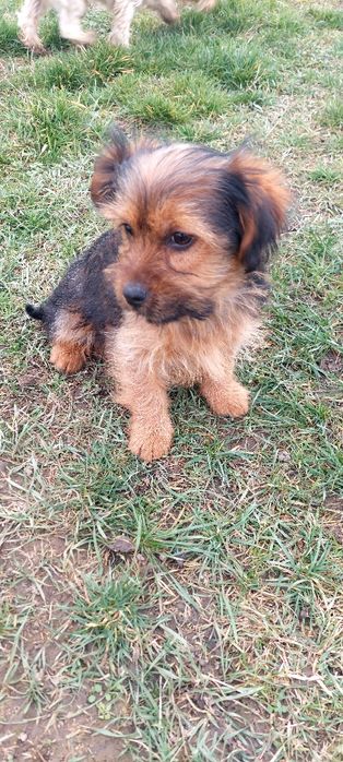 Yorkshire Terrier  fetita